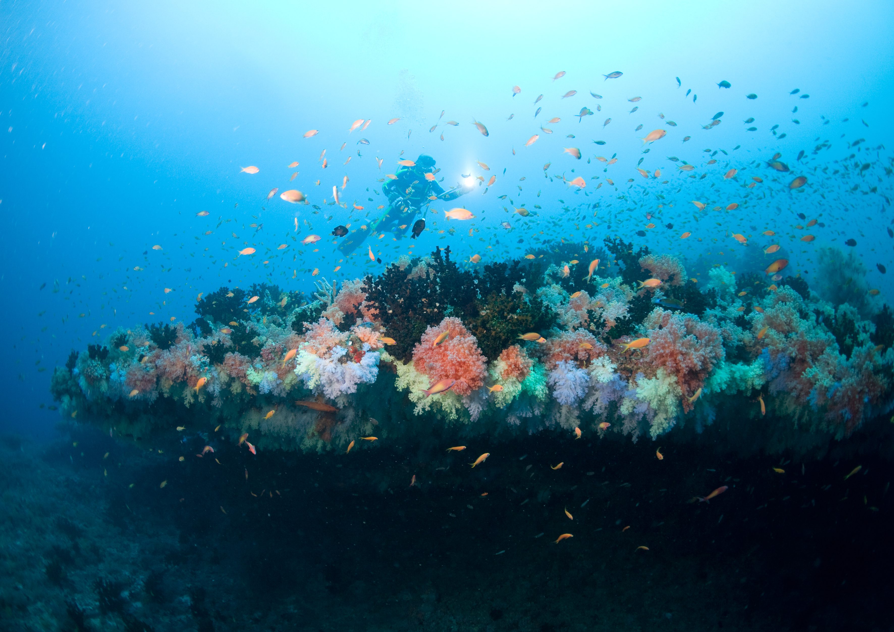 Coral life. Жизнь кораллов. Ч Шеппард жизнь кораллового рифа. Экосистемы жизни коралловый. Undersea Brawl.